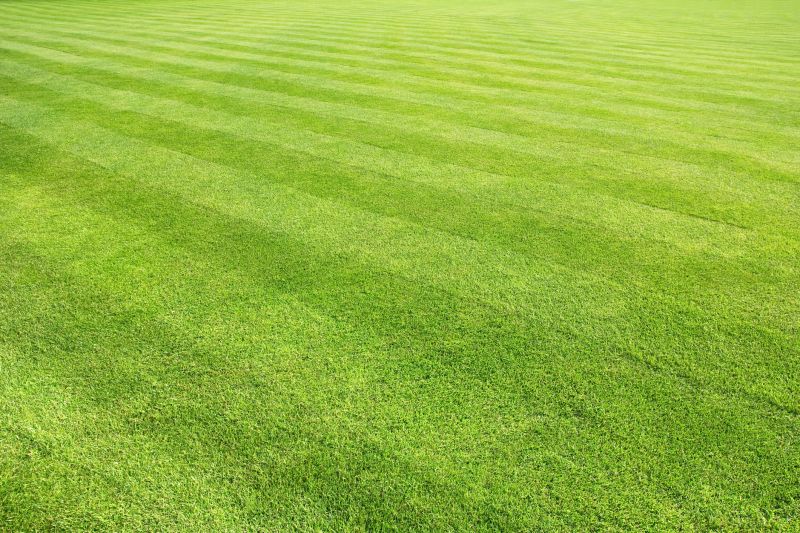 Healthy Green Lawn
